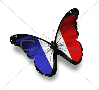 French flag butterfly, isolated on white
