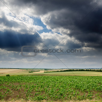field with green maize under dramatic sky
