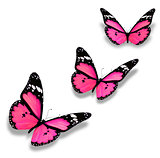 Three pink butterflies, isolated on white