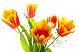 Bouquet of yellow-red tulips, it is isolated on white