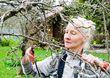 Woman cuts a branch at an Apple-tree, a spring in the garden 