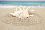 seashell with sand with sea in background