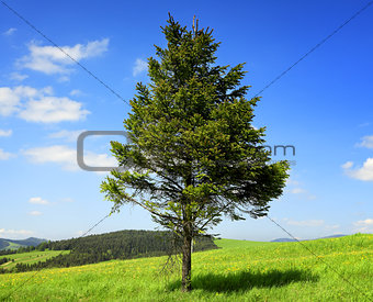 Pine tree in the mountain