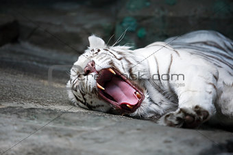 White Tiger Mouth