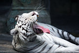 White Tiger Yawing