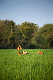 Indian women work at farmland