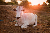 Indian white cow in farmland