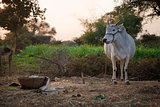 Indian white cow in farmland