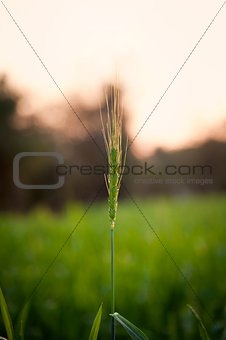 closeup of green wheat