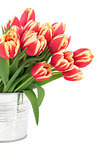 Vivid Tulip Beauty
