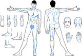 Full length (front & back) views of a standing naked man