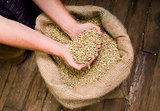 Hands in Coffee Seeds Beans in Burlap Sack