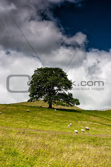 On the pasture in Sedbergh