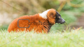 Red-bellied Lemur (Eulemur rubriventer) 