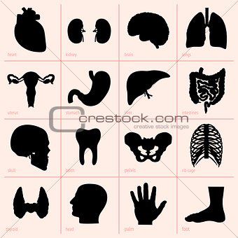 Human organ icons