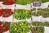 Colorful tulips on sale