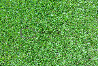  grass