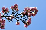 Magnolia  blossoms