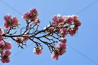 Magnolia  blossoms
