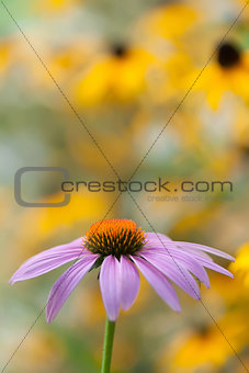 purple daisy