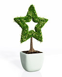 a plant in the shape of star