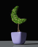 a plant shaped like a crescent moon