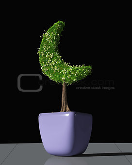 a plant shaped like a crescent moon