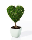 a plant shaped like a heart