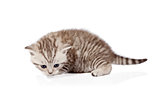 Scottish-fold kitten isolated on white background