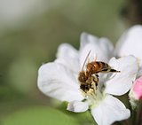 Working bee