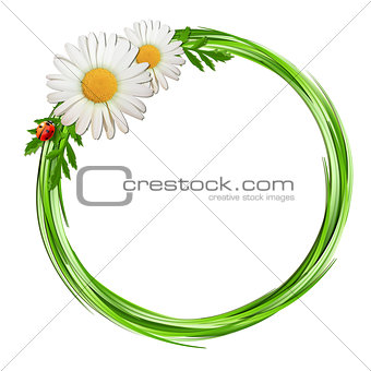 Grass frame with daisy flowers and ladybug .