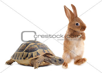 Tortoise and rabbit