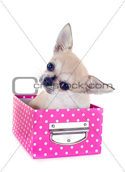 puppy chihuahua in craft