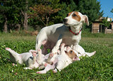 family jack russel terrier
