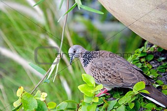 Proper tropical wild wood pigeon