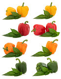 Pepper Selection