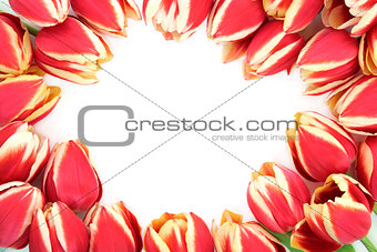 Tulip Flower Border