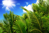 Green palm lush on blue sky background.