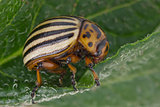 colorado beetle (Leptinotarsa decemlineata)