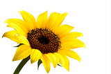 Background with yellow sunflower. Vector