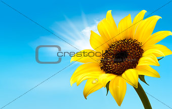 Background with sunflower field over cloudy blue sky. Vector