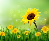Summer background with yellow flowers and grass. Vector. 