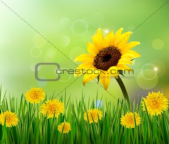 Summer background with yellow flowers and grass. Vector. 