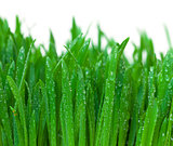 Green grass with dew closeup