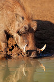 Warthog drinking water