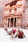 Camels of Petra