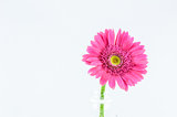 Pink gerbera daisy