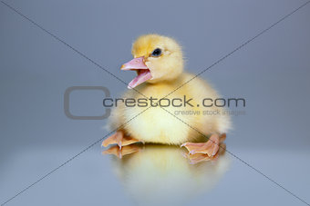 Muscovy duckling