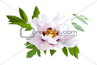 Peony Flower with Green Leaves