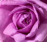 wet rose flower closeup
